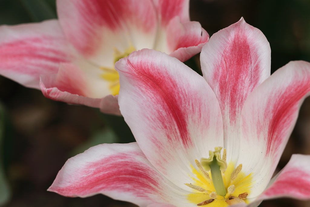 春　チューリップ６