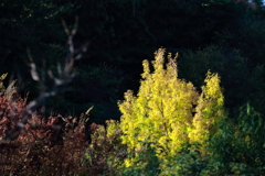 花散歩黄葉映える