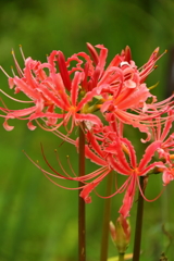 彼岸花咲く頃２