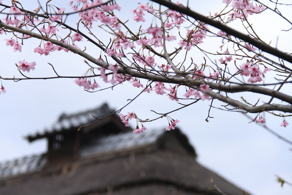 里山の春　桜