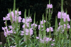 花散歩ハナトラノオ1