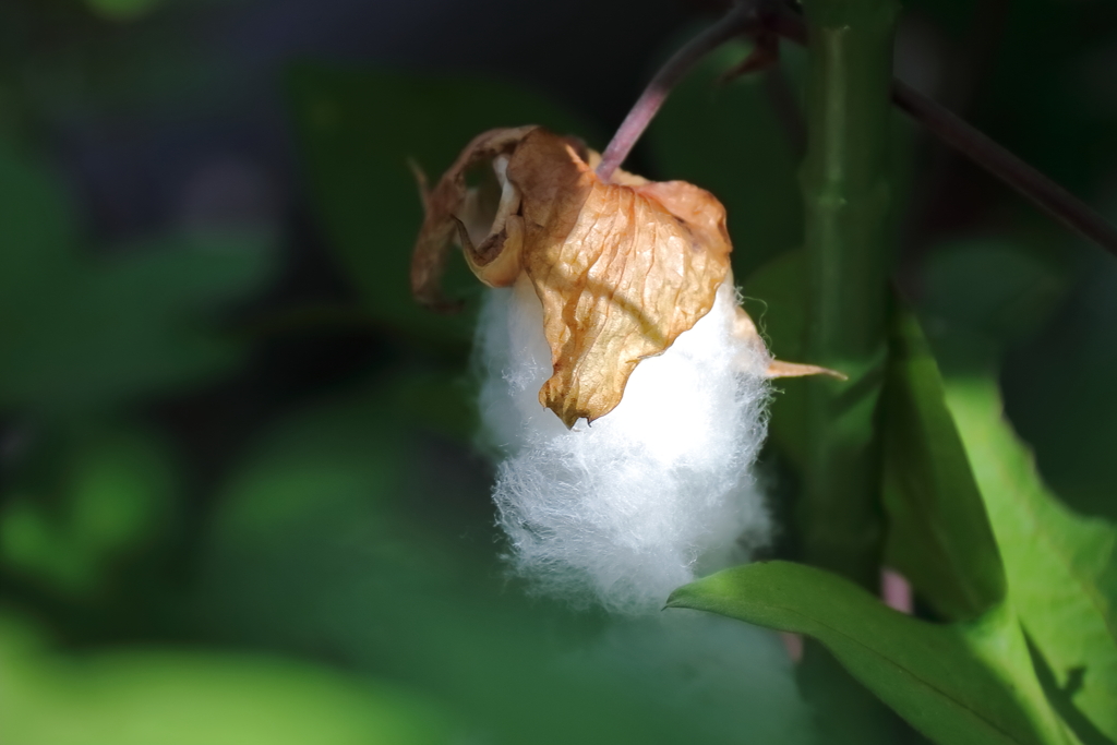 花散歩綿２