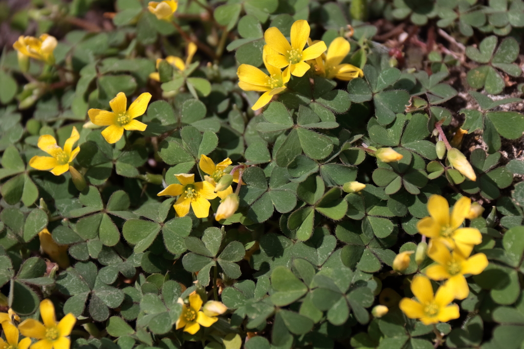 里山の野草カタバミ