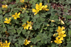 里山の野草カタバミ