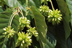 植物園のきじゅ