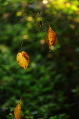 落ち葉のリズム