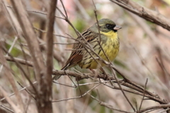 里山の野鳥達アオジ１