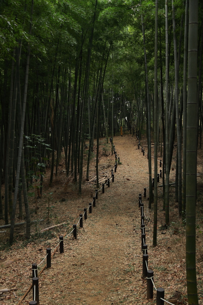 竹林散歩道