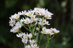花散歩シオン１