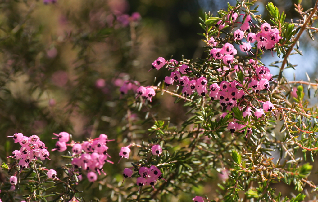 春、植物園18エリカ