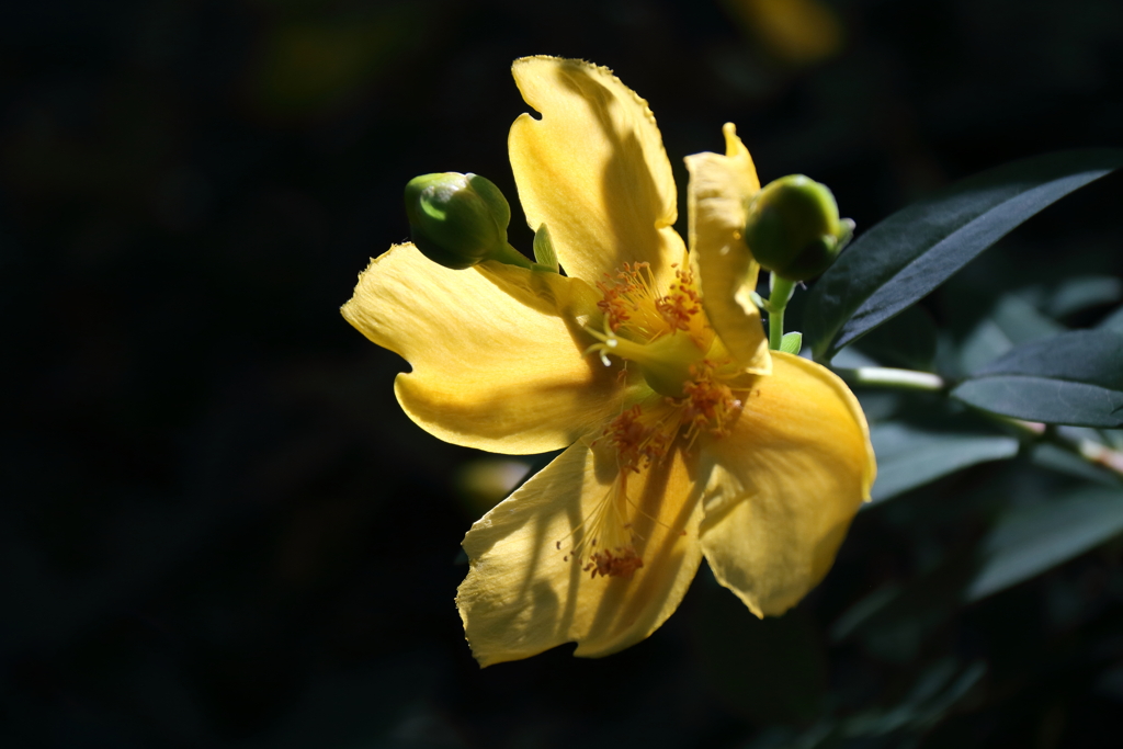 キンシバイ再び１