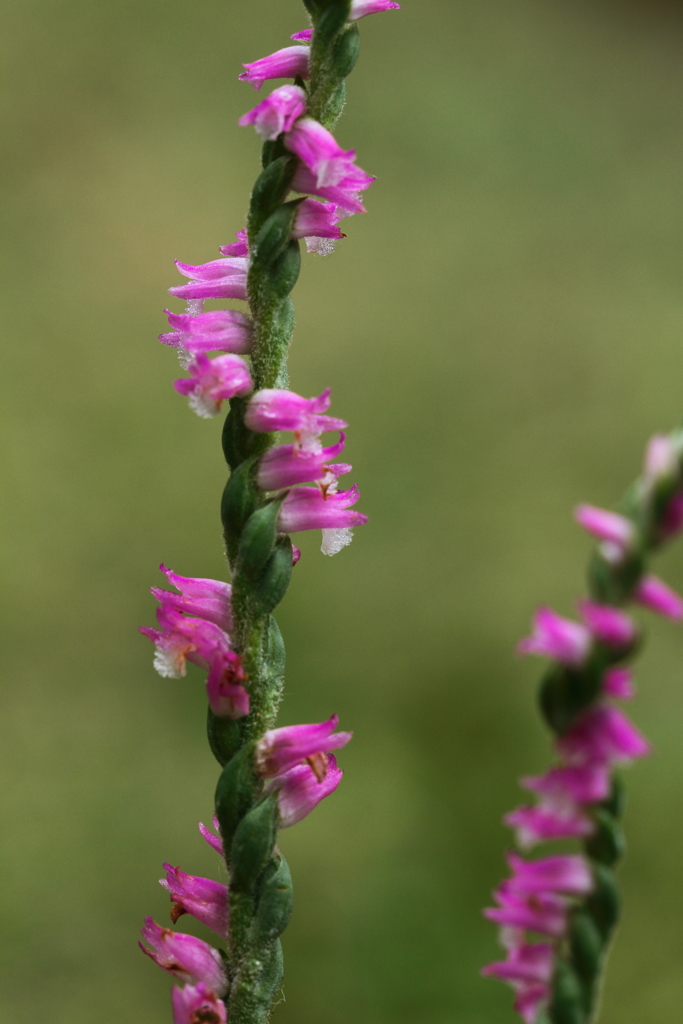 ねじればな咲く午後