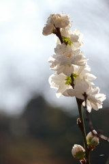 花散歩花桃白1