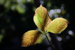 秋紫陽花
