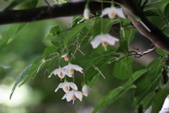 花散歩エゴノキ