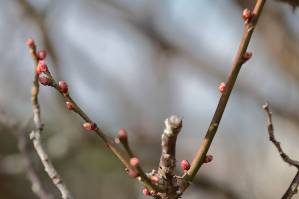 花散歩春に期待２