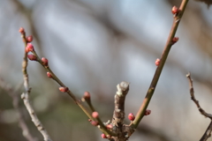 花散歩春に期待２