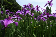 花菖蒲20景１