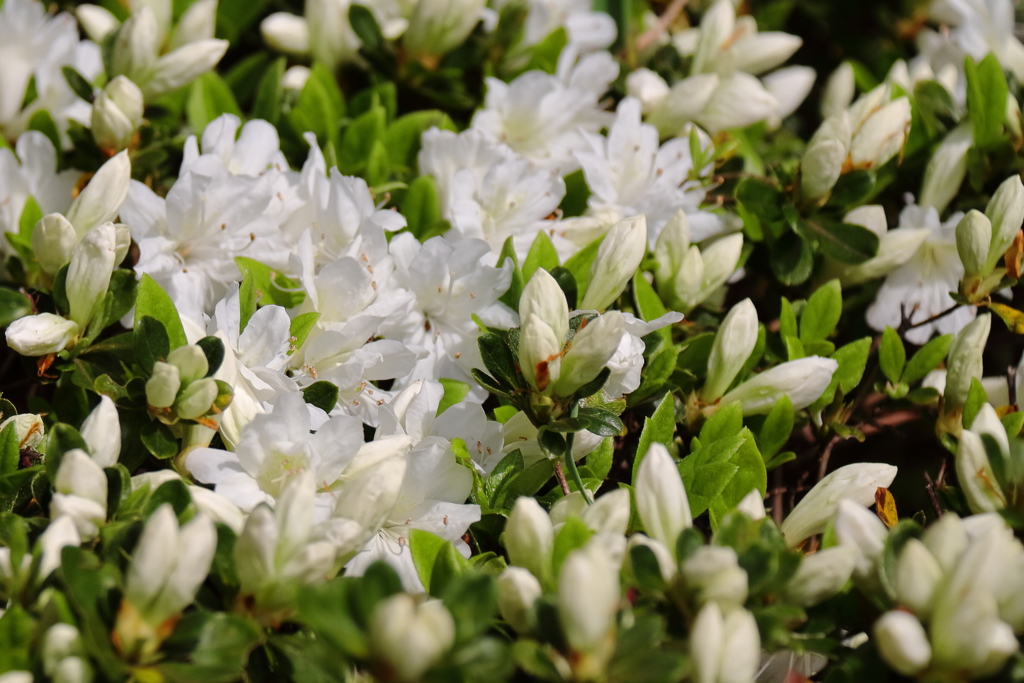 散歩道の花達つつじ２