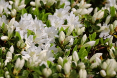 散歩道の花達つつじ２