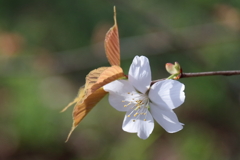 花散歩山桜2