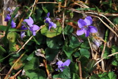 花散歩すみれ