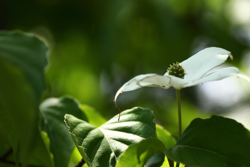 花散歩　山法師２