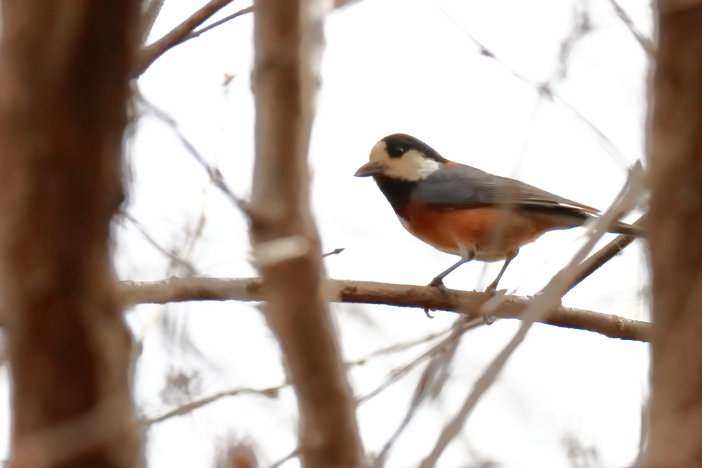 里山の野鳥達ヤマガラ２