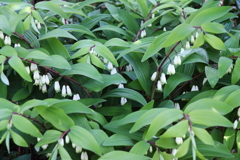 里山散歩アマドコロ