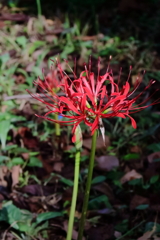 花散歩彼岸花３