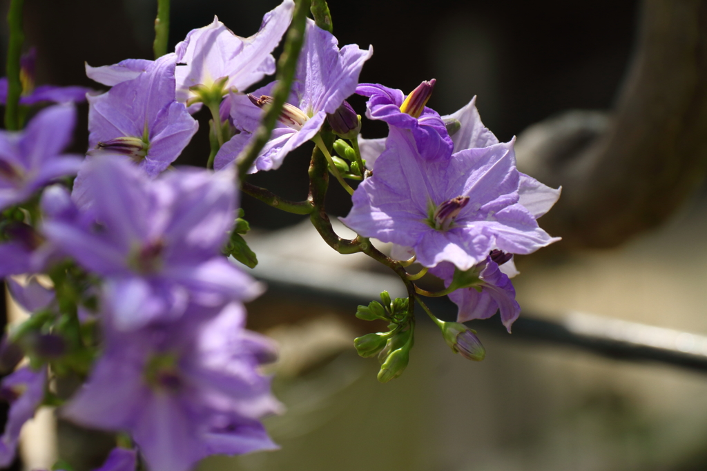 植物園の花　ソラヌム　ウエンドランディー