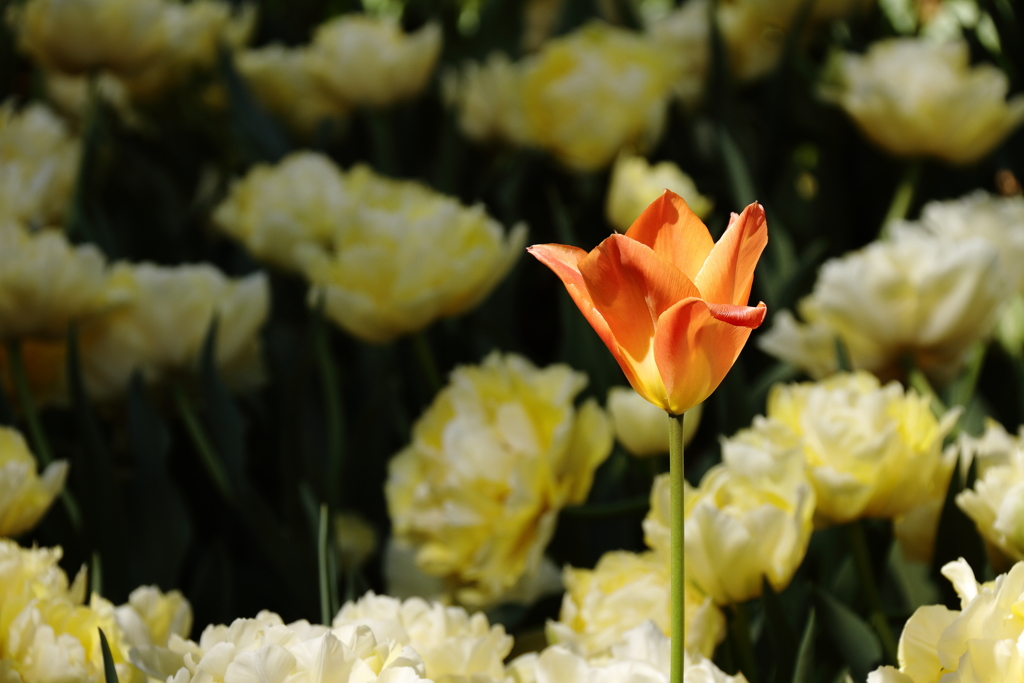 春、チューリップ３