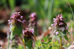 散歩道の野草達３