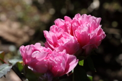 牡丹咲き競う２