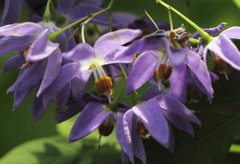 植物園の花達　ソラヌム　シーフォーシアヌス