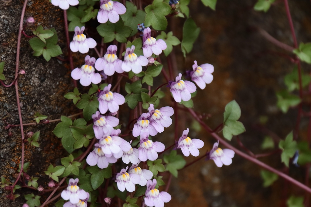 散歩道の野草達14