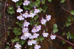 散歩道の野草達14
