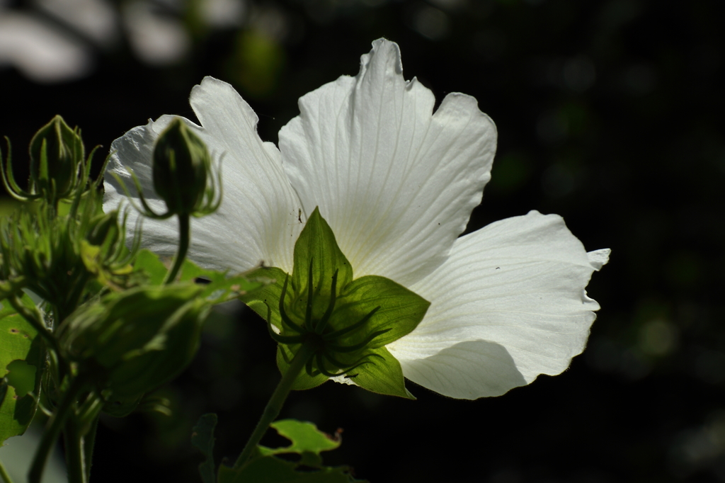 芙蓉4