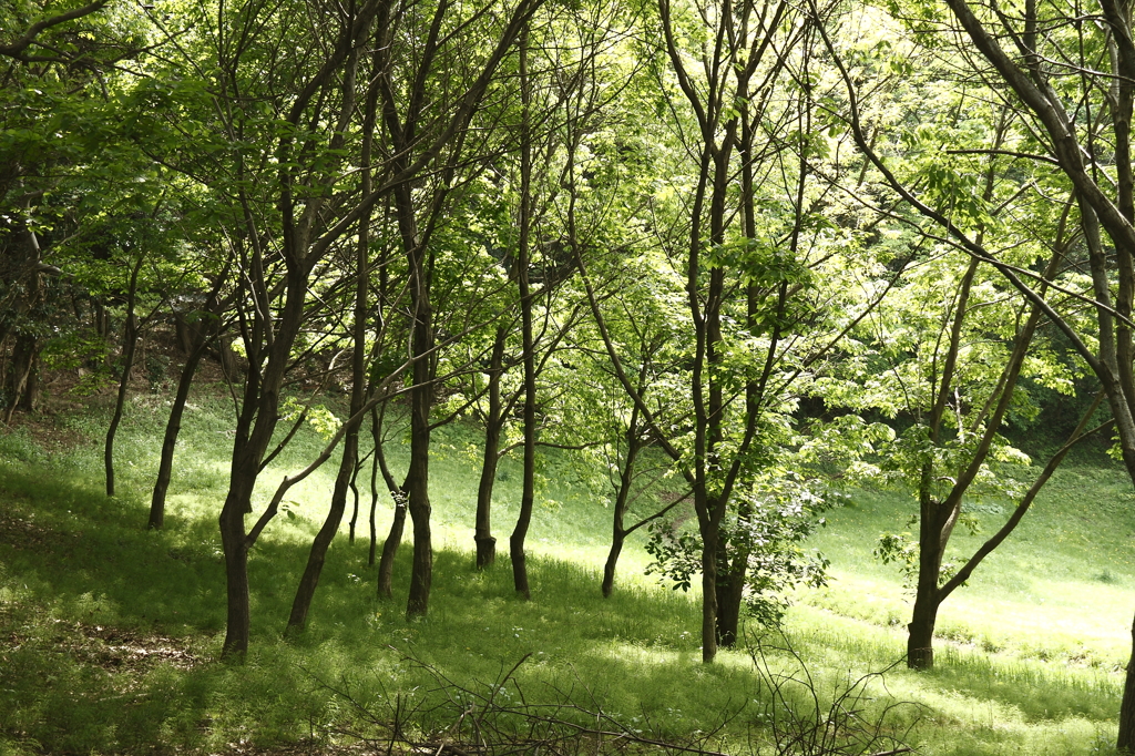 新緑の里山