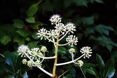 花散歩ヤツデ開花１