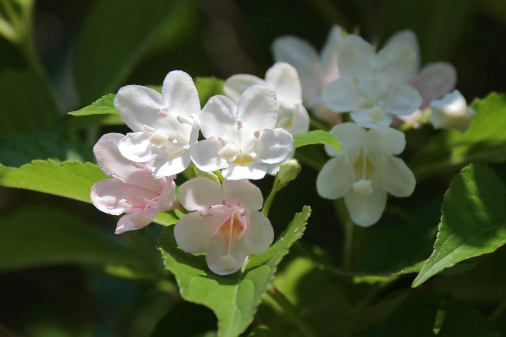 花散歩ハコネウツギ2