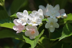 花散歩ハコネウツギ2