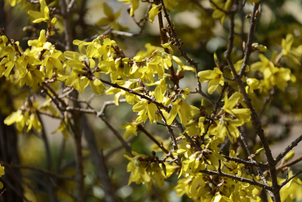 植物園から「レンギョウ」４