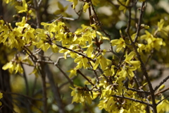 植物園から「レンギョウ」４