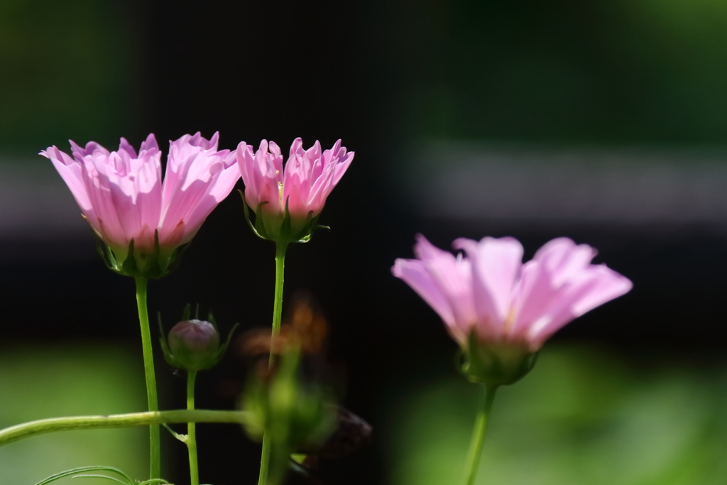 西陽コスモス３