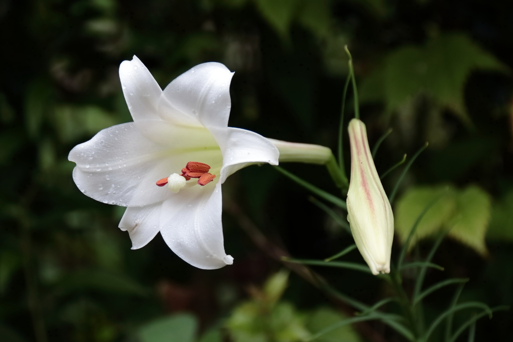 タカサゴユリ３