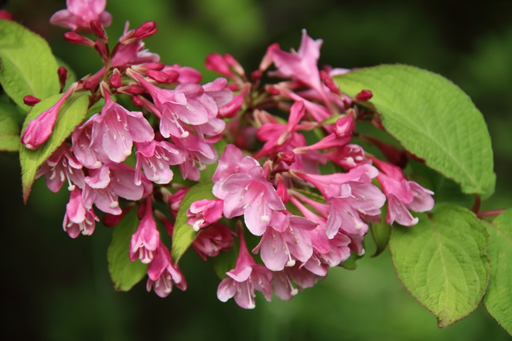 里山散歩ベニウツギ２