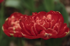 チューリップ2016　18