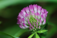 アカツメグサ２