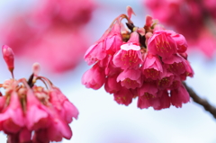 春の詩　寒緋桜